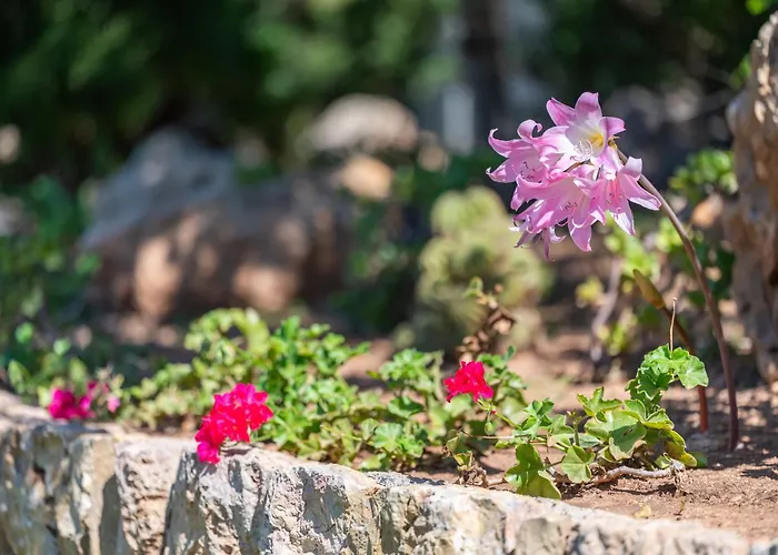 Tirana Nyaraló Pollença