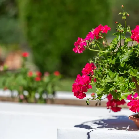 Hébergement de vacances Tirana Pollença