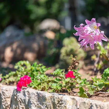 Tirana Hébergement de vacances Pollença
